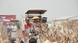 Kapolda Jatim Irjen Pol Drs Nanang Avianto saat panen Jagung