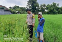 Bhabinkamtibmas Polsek Kedungombo Pantau Tanaman Padi