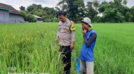 Bhabinkamtibmas Polsek Kedungombo Pantau Tanaman Padi