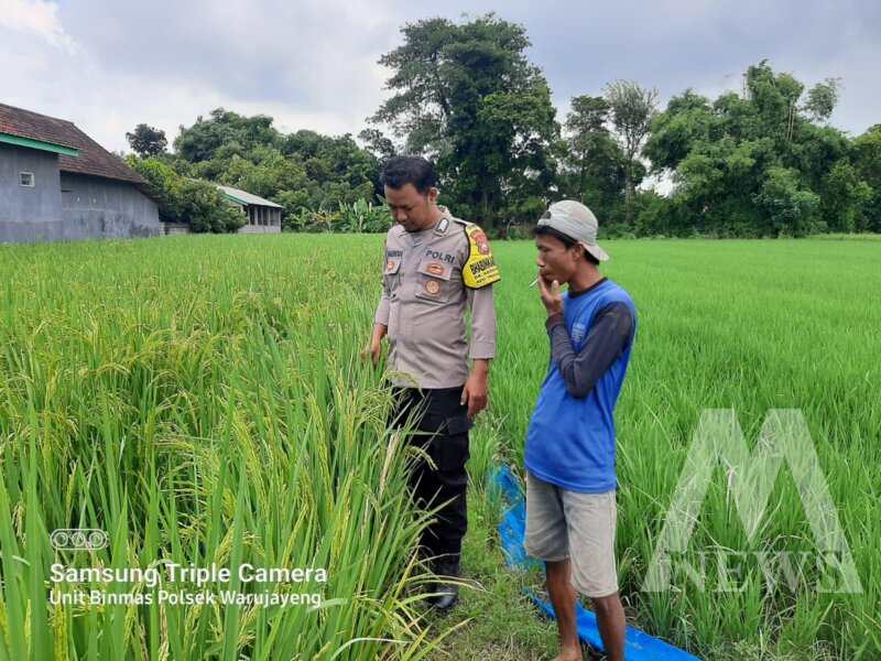 Bhabinkamtibmas Polsek Kedungombo Pantau Tanaman Padi