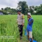 Bhabinkamtibmas Polsek Kedungombo Pantau Tanaman Padi