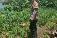 Bhabinkamtibmas Gondang cek kebun warga