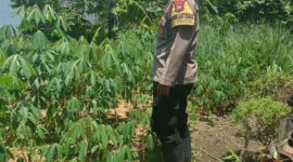 Bhabinkamtibmas Gondang cek kebun warga