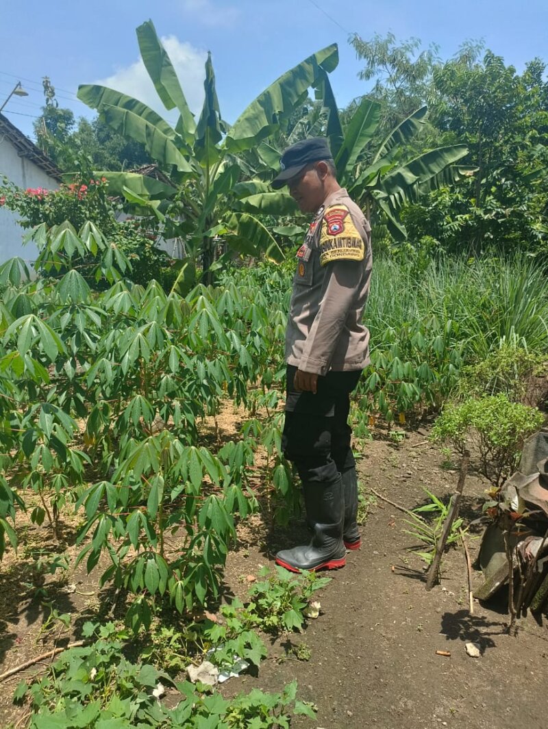 Bhabinkamtibmas Gondang cek kebun warga