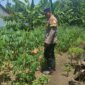 Bhabinkamtibmas Gondang cek kebun warga