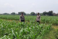 Polsek Patianrowo tinjau pemanfaatan lahan pekarangan warga
