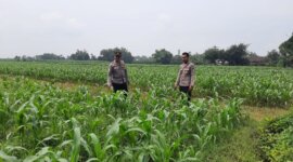 Polsek Patianrowo tinjau pemanfaatan lahan pekarangan warga