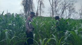 Polres Nganjuk cek tanam jagung