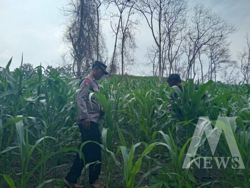 Polres Nganjuk cek tanam jagung