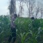 Polres Nganjuk cek tanam jagung
