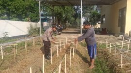 Polsek Taman Krocok tanam cabe di pekarangan Polsek