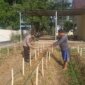 Polsek Taman Krocok tanam cabe di pekarangan Polsek