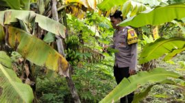 Bhabinkamtibmas Polsek Prambon cek pekarangan
