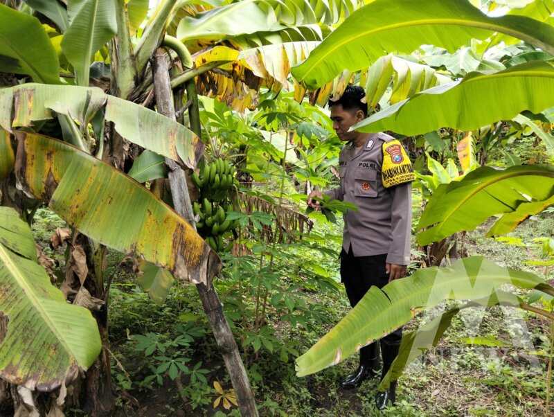 Bhabinkamtibmas Polsek Prambon cek pekarangan