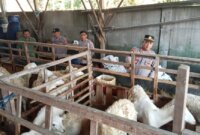 Polsek Berbek cek perkembangan ternak warga Sonopatik