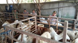 Polsek Berbek cek perkembangan ternak warga Sonopatik
