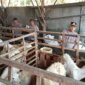 Polsek Berbek cek perkembangan ternak warga Sonopatik