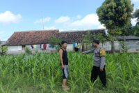 Bhabinkamtibmas Polsek Wilangan cek lahan pertanian warga