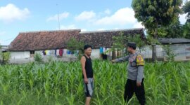 Bhabinkamtibmas Polsek Wilangan cek lahan pertanian warga