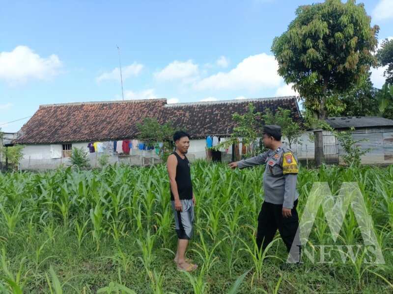 Bhabinkamtibmas Polsek Wilangan cek lahan pertanian warga