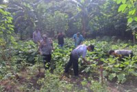 Polsek Wilangan Panen Terong