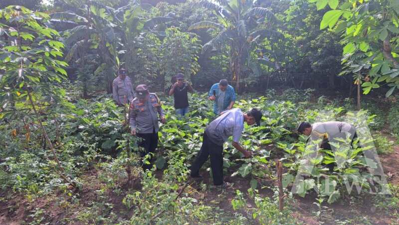 Polsek Wilangan Panen Terong