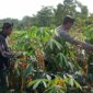 Bhabinkamtibmas dan Babinsa penggerak Ketahanan Pangan Nasional