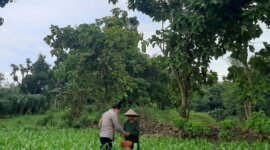 Bhabinkamtibmas Polsek Lengkong cek tanaman jagung milik warga