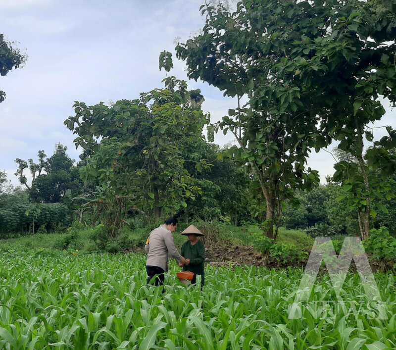 Bhabinkamtibmas Polsek Lengkong cek tanaman jagung milik warga