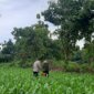Bhabinkamtibmas Polsek Lengkong cek tanaman jagung milik warga