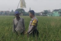 Bhabinkamtibmas Polsek Bojonegoro Kota tinjau hasil panen warga binaan