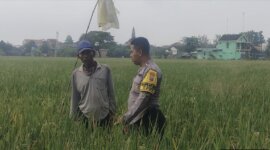 Bhabinkamtibmas Polsek Bojonegoro Kota tinjau hasil panen warga binaan