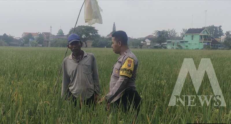 Bhabinkamtibmas Polsek Bojonegoro Kota tinjau hasil panen warga binaan