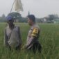 Bhabinkamtibmas Polsek Bojonegoro Kota tinjau hasil panen warga binaan