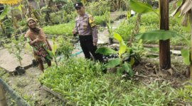 Bhabinkamtibmas Polsek Lengkong panen kangkung dan terong