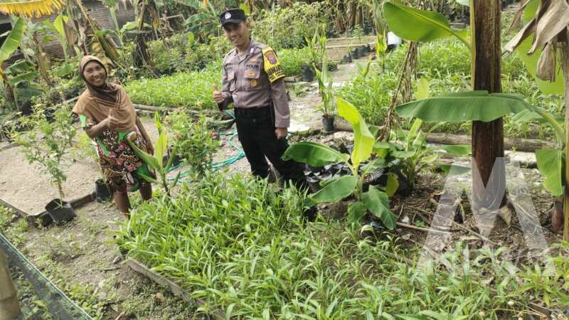 Bhabinkamtibmas Polsek Lengkong panen kangkung dan terong
