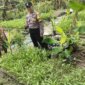 Bhabinkamtibmas Polsek Lengkong panen kangkung dan terong