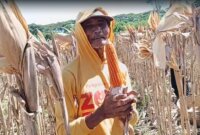 Petani Jagung Hibrida Bhayangkara tunjukkan hasil panennya