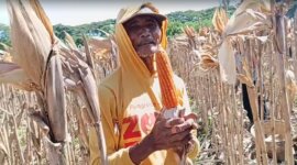 Petani Jagung Hibrida Bhayangkara tunjukkan hasil panennya