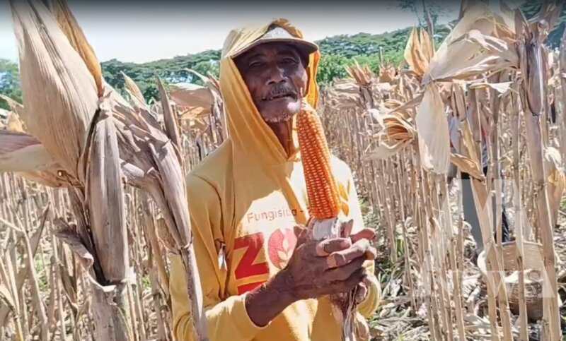 Petani Jagung Hibrida Bhayangkara tunjukkan hasil panennya