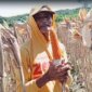 Petani Jagung Hibrida Bhayangkara tunjukkan hasil panennya