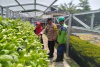 Bhabinkamtibmas cek tanaman Hidroponik milik warga