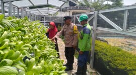 Bhabinkamtibmas cek tanaman Hidroponik milik warga