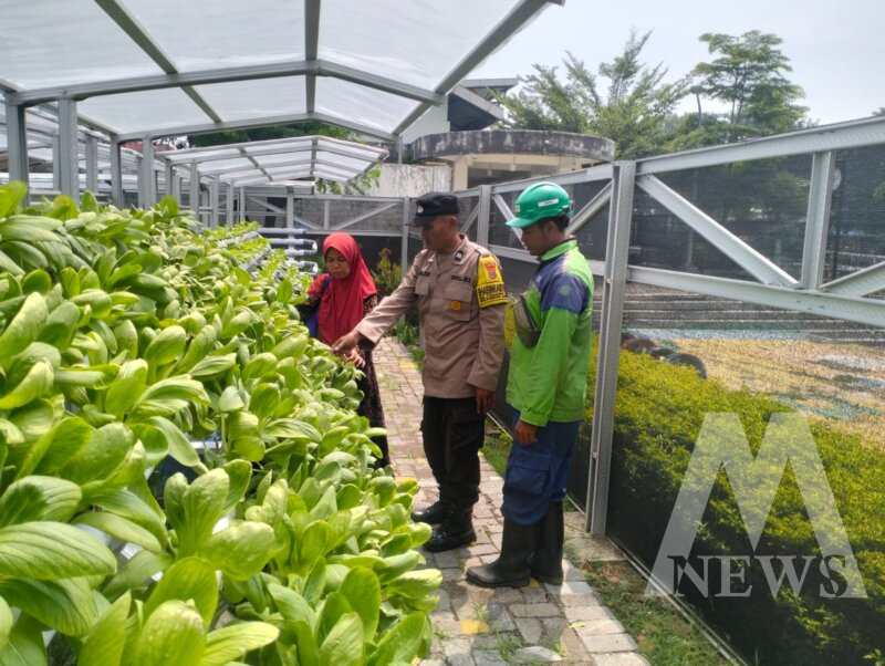Bhabinkamtibmas cek tanaman Hidroponik milik warga