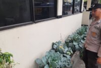 Polsek Patianrowo cek perkembangan tanaman sayuran