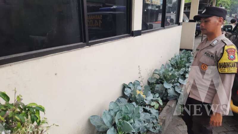 Polsek Patianrowo cek perkembangan tanaman sayuran