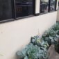 Polsek Patianrowo cek perkembangan tanaman sayuran