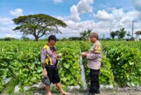 Polsek Wilangan cek tanaman melon