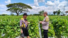 Polsek Wilangan cek tanaman melon
