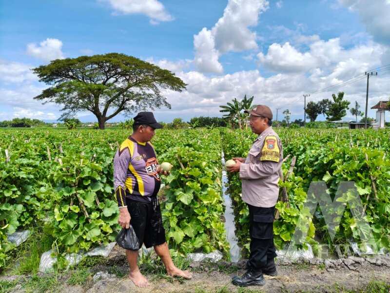Polsek Wilangan cek tanaman melon